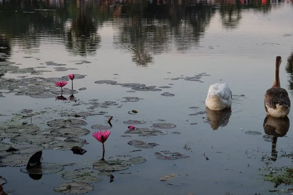 Gansos Nadam Lagoa Entre Flores Lótus Superfície Água Coberta Com — Fotografia de Stock