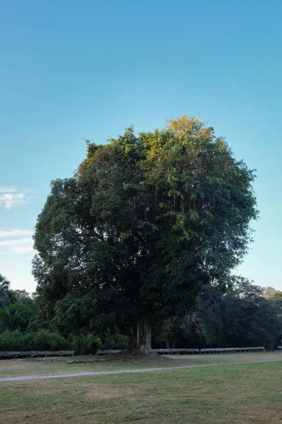 Enorme Albero Tropicale Ramificato Fico Gigante Giornata Calda Soleggiata — Foto Stock