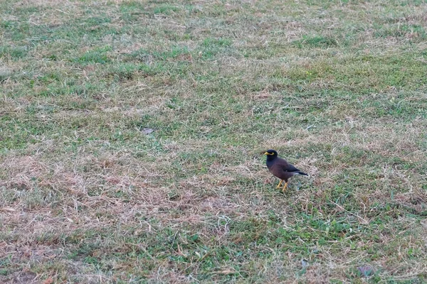 Egy Kis Madár Gyönyörű Irizáló Toll Bird Zöld Gyepen — Stock Fotó