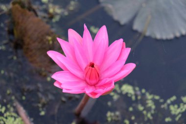 Suda pembe çiçek açan nilüfer. Lotus çiçeği.