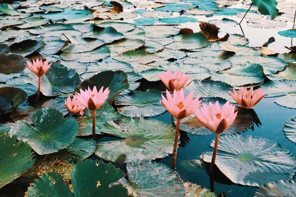 Vários Belos Lótus Florescentes Lagoa Plantas Sudeste Asiático — Fotografia de Stock