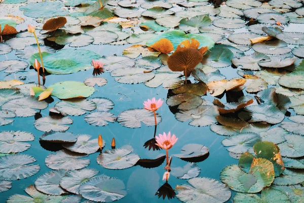 Powierzchnia Wody Pokryta Jest Liści Kwiatów Lotosu Kwiat Lotosu Stawie — Zdjęcie stockowe