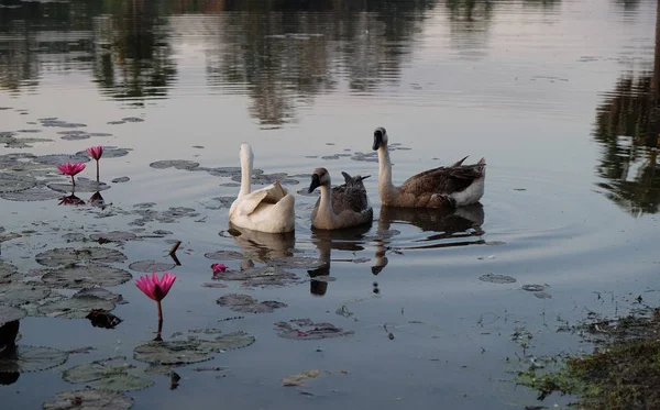 Oche Nuotano Nello Stagno Tra Fiori Loto Superficie Dell Acqua — Foto Stock