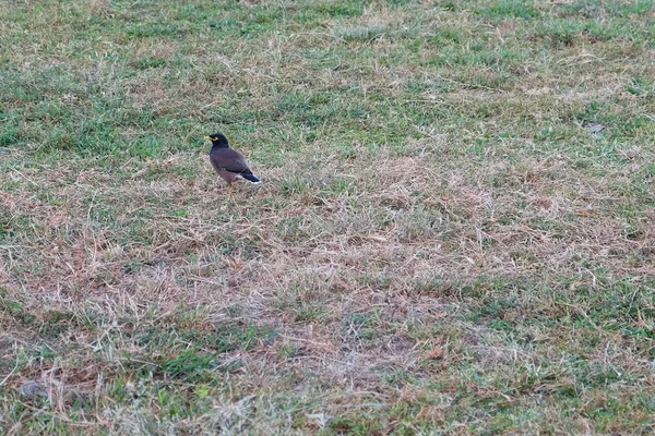 Egy Kis Madár Gyönyörű Irizáló Toll Bird Zöld Gyepen — Stock Fotó