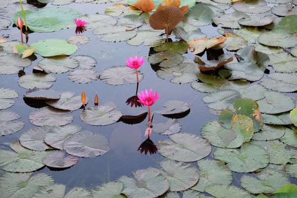 Superficie Del Agua Está Cubierta Hojas Flores Loto Flor Loto —  Fotos de Stock