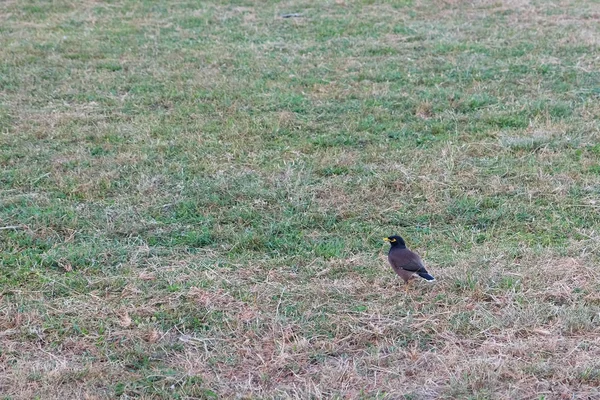 Egy Kis Madár Gyönyörű Irizáló Toll Bird Zöld Gyepen — Stock Fotó