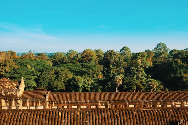 An ancient building in a lush tropical forest. Thick crowns of tropical trees. Jungle.