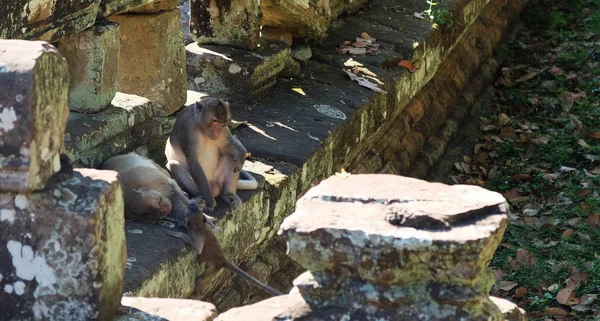 Pai Cuida Dos Filhos Enquanto Mãe Descansa Uma Família Macacos — Fotografia de Stock