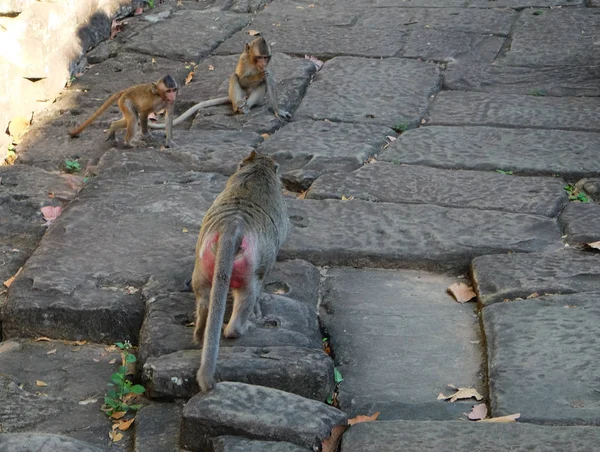 古代の石の道で遊んでいる2匹の小さな猿 赤い臀部を持つ猿は そのカブスに行く — ストック写真