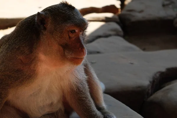 Mono esponjoso con una expresión muy sabia y pensativa en su cara — Foto de Stock