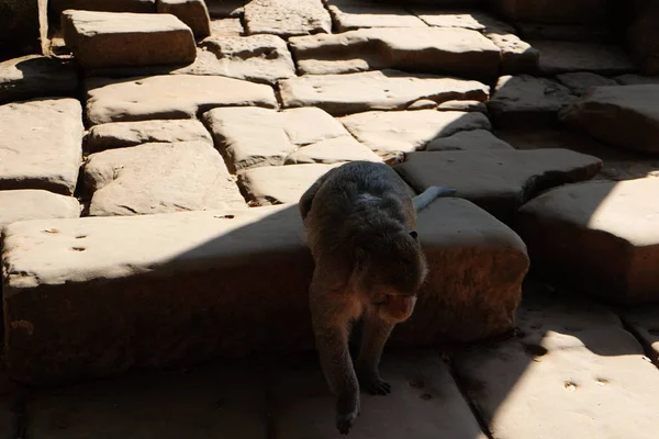 小さなふわふわの猿は 破壊された古代寺院の階段を登ります 東南アジアの動物 — ストック写真