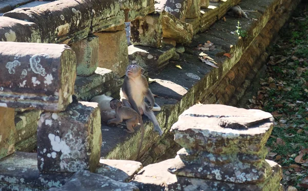 Pai Cuida Dos Filhos Enquanto Mãe Descansa Uma Família Macacos — Fotografia de Stock