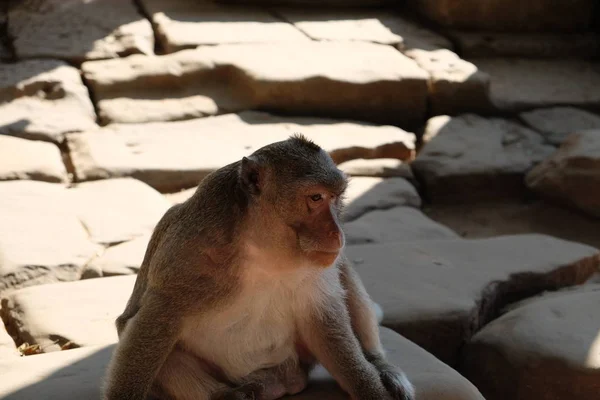 Macaco Fofo Com Uma Expressão Muito Sábia Atenciosa Rosto Animal — Fotografia de Stock