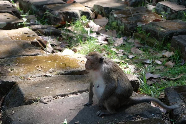 Macaco Peludo Bonito Senta Bloco Pedra Macaco Grávida Mamilos Macaco — Fotografia de Stock