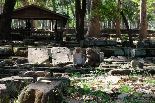 Dos Monos Comunican Sentados Las Ruinas Antiguas Animales Parque Histórico —  Fotos de Stock