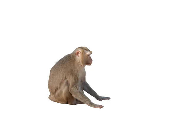 Bonito Macaco Fofo Sentado Fundo Branco Isolados — Fotografia de Stock