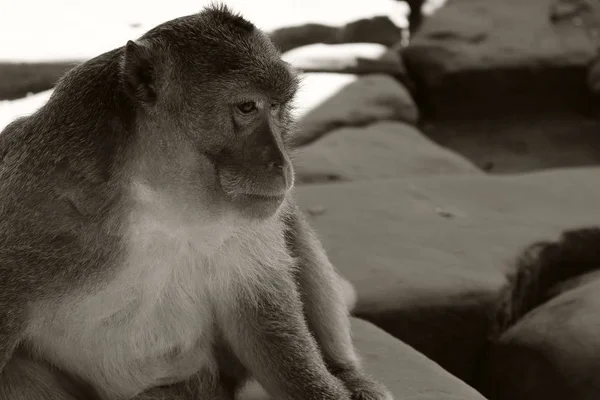 Macaco fofo — Fotografia de Stock