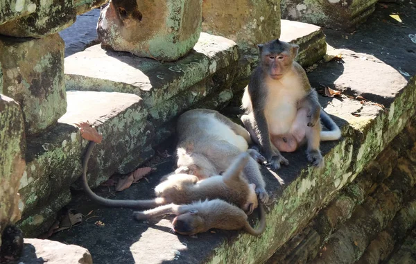 Pai Cuida Dos Filhos Enquanto Mãe Descansa Uma Família Macacos — Fotografia de Stock