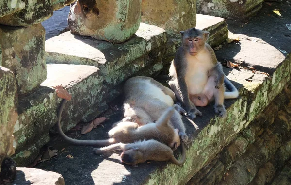 Father Takes Care Children While Mother Resting Family Monkeys Ancient — Stock Photo, Image