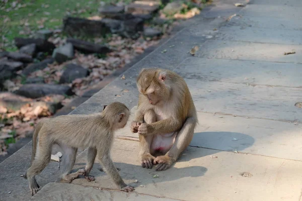 2つのかわいい毛皮の猿は 古代の遺跡で再生されます 東南アジアの動物 — ストック写真