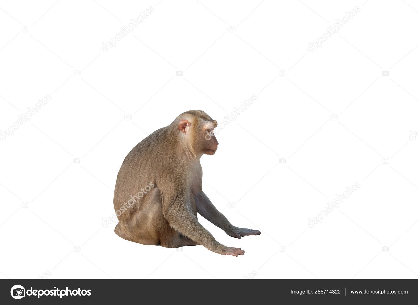Bonito Macaco Fofo Sentado Fundo Branco Isolados fotos, imagens de ©  02konon #286714322