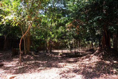 Yağmur ormanları toprak kuru yaprakları ile yoğun olarak akan. Tropikal bir ormanda eski bir taş duvar parçası. Güneşli hava.