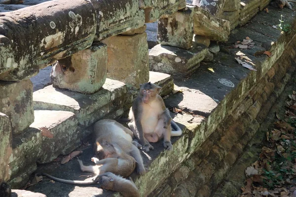 Pai Cuida Dos Filhos Enquanto Mãe Descansa Uma Família Macacos — Fotografia de Stock