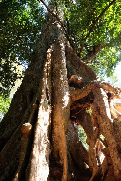 Partie Inférieure Tronc Arbre Avec Énormes Racines Monstrueuses Tronc Énorme — Photo