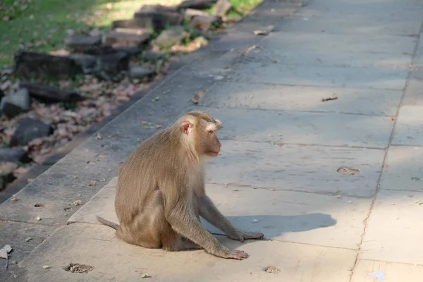 Macaco Peludo Bonito Senta Nas Lajes Pedra Edifício Antigo — Fotografia de Stock