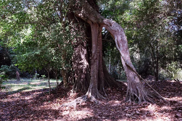 The roots of the tree look like human legs. The ground near the tree is covered with dry leaves. Tropical jungle in winter.