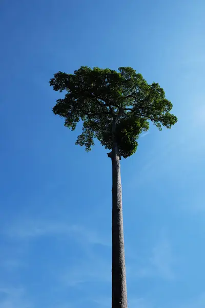Very tall tree with a beautiful crown on the background of a clear blue sky. Perfectly smooth tree trunk.