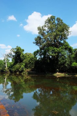 Ormanda küçük bir nehir. Orman manzarası. Kıyıda uzun ağaçlar.
