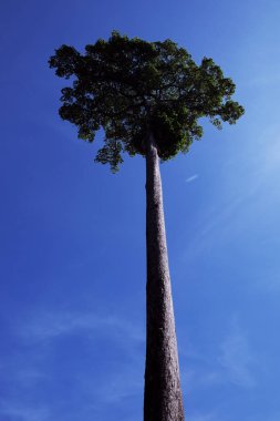 Berrak mavi gökyüzünün arka planında güzel bir taç olan çok uzun bir ağaç. Mükemmel pürüzsüz ağaç gövdesi.