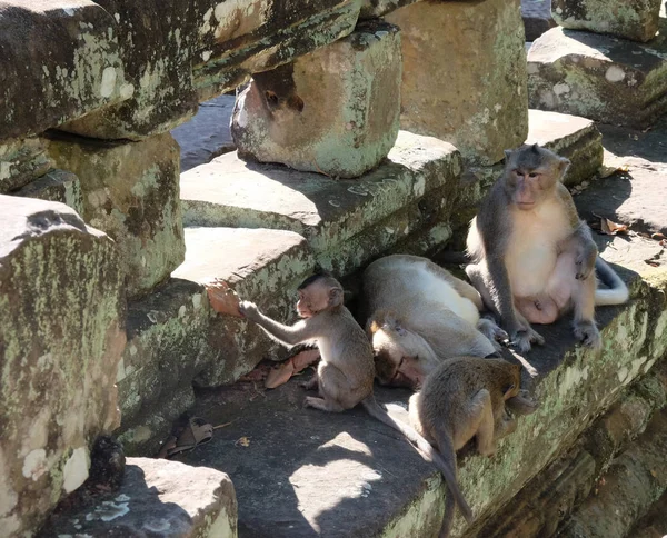 母親が休んでいる間 父親は子供たちの世話をする 古代遺跡の近くの猿の家族 東南アジアの動物相 — ストック写真