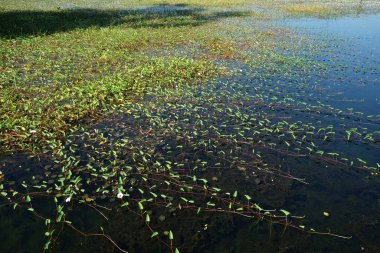 Su yüzeyindeki bitkilerin sapları. Gölet yüzeyinde bitki örtüsü.