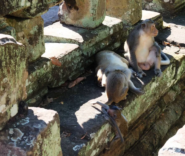 母親が休んでいる間 父親は子供たちの世話をする 古代遺跡の近くの猿の家族 東南アジアの動物相 — ストック写真