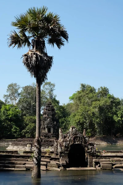 Grand Palmier Près Étang Surface Eau Est Couverte Boue Ancien — Photo