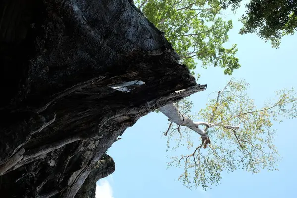 Grands Arbres Sur Fond Ciel Dégagé Météo Ensoleillée Paysage — Photo