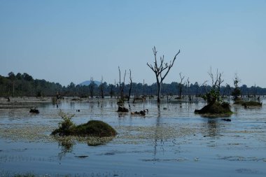 Tropikal bir bataklıkta su bufalosu. Bataklık. Vahşi doğa.