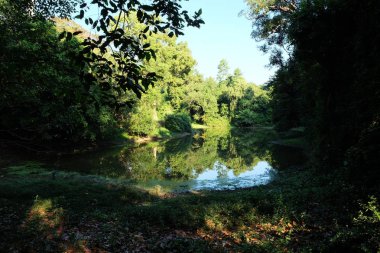 Küçük orman gölü. Orman manzarası. Güneydoğu Asya ormanları.