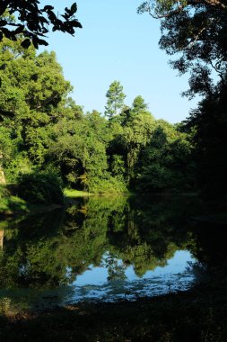 Küçük orman gölü. Orman manzarası. Güneydoğu Asya ormanları.