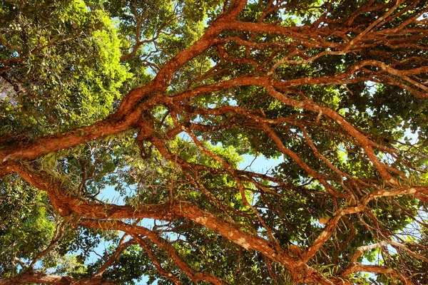 热带树的树枝 树枝上的叶子 — 图库照片