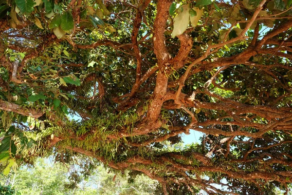 Les Branches Arbre Tropical Feuilles Sur Les Branches — Photo