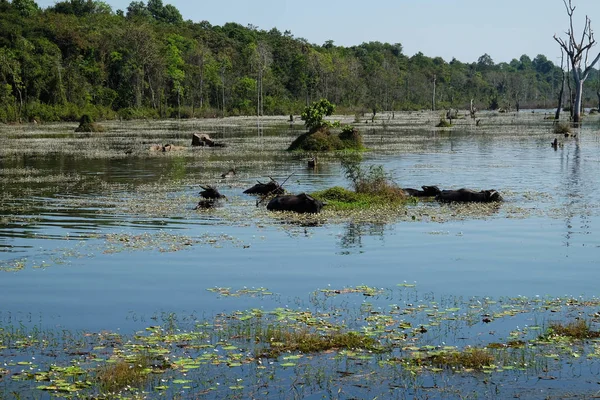 Buffalo Acqua Una Palude Tropicale Palude Natura Selvaggia — Foto Stock