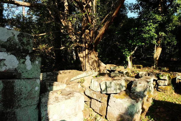森林中的古代遗迹 丛林中废弃建筑的遗迹 — 图库照片