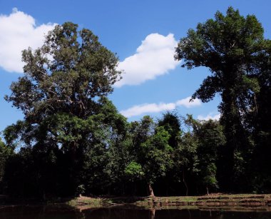 Ormanda küçük bir nehir. Orman manzarası. Kıyıda uzun ağaçlar.