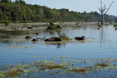 Tropikal bir bataklıkta su bufalosu. Bataklık. Vahşi doğa.