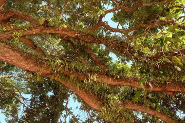 Tropik bir ağacın dalları. Dallarda yapraklar.