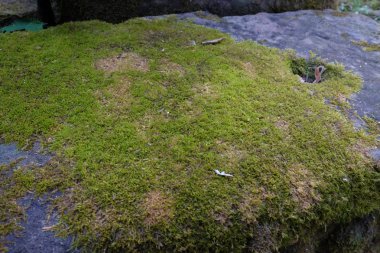 Kalın yeşil yosun taş üzerinde yetişir.