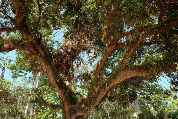 Les Branches Arbre Tropical Feuilles Sur Les Branches — Photo